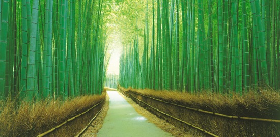 bamboo forest