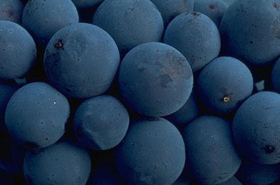 blueberries