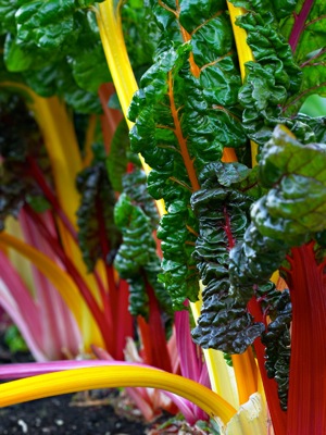 rainbow swiss chard winter greens
