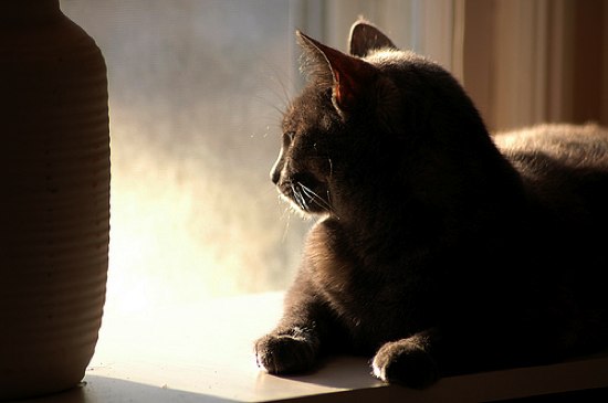 looking out a window