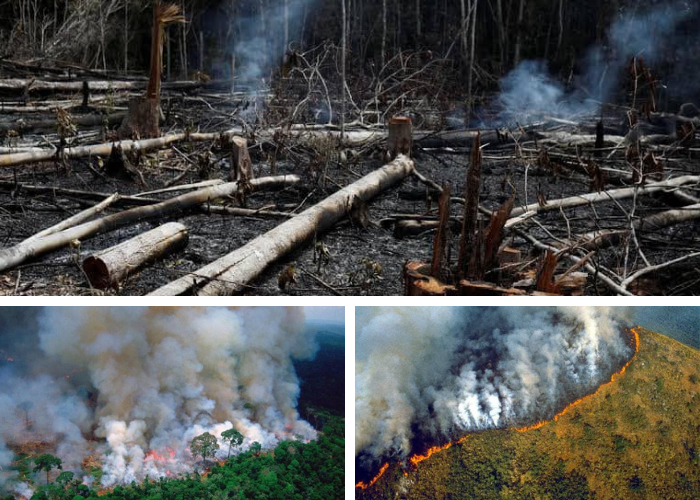 Amazon Burning